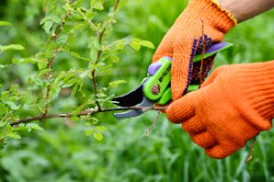 httpselements.envato.comspring-pruning-roses-in-the-garden-gardeners-hands-M8U96L7.jpg